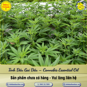 Tinh Dầu Gai Dầu - Cannabis Essential Oil