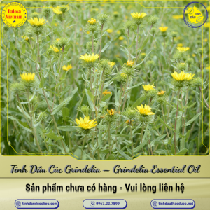 Tinh Dầu Cúc Grindelia - Grindelia Essential Oil 1 Lít