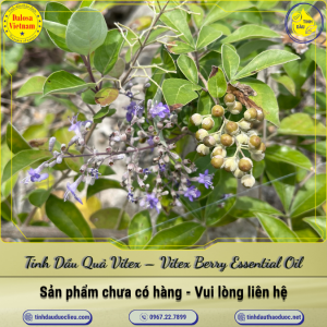 Tinh Dầu Quả Vitex - Vitex Berry Essential Oil 1 Lít