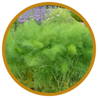 11 Lợi ích Tuyệt Vời Cho Sức Khỏe Của Tinh Dầu Thì Là - Dill