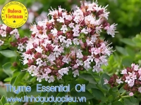 Tinh Năng Dược Lý Và Công Dụng Của Tinh Dầu Cỏ Xạ Hương Thyme